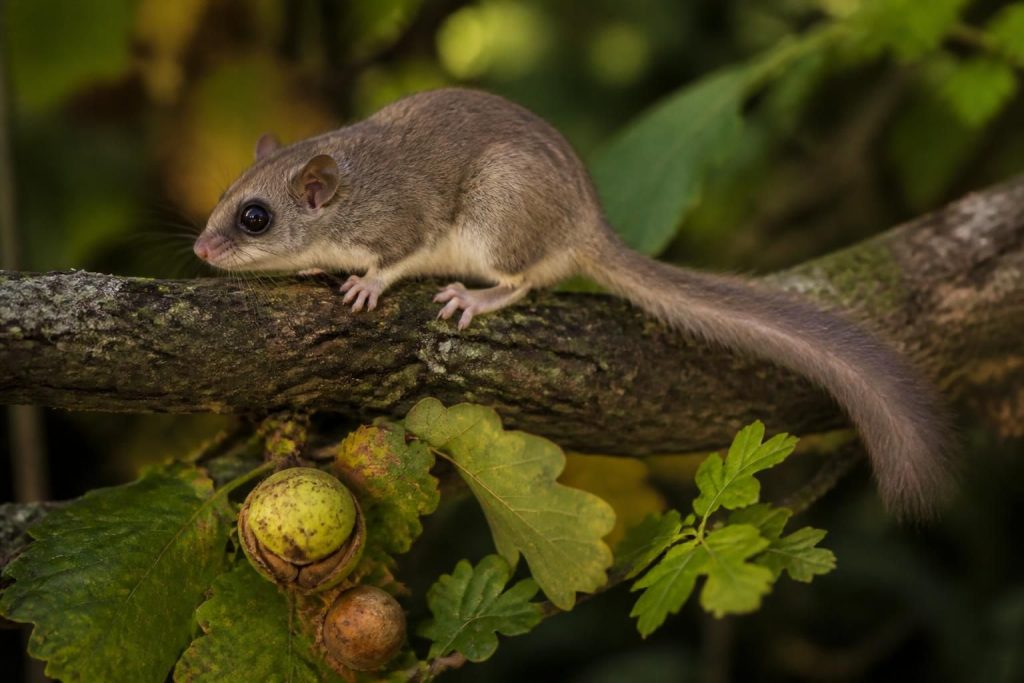 découvrez tout sur le loir : son apparence, son habitat naturel et ses comportements caractéristiques à connaître pour mieux comprendre cet animal fascinant.